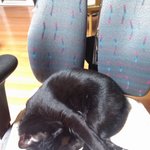 [검은고양이] <b>네로</b>이야기.1