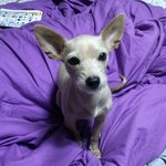 [<b>귀품</b>있는견] 마음만은 귀족견!!