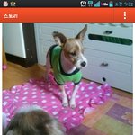[달덩이네] 달군이의 <b>임</b>보일기 1