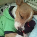 [달덩이네] 달군이의 임보일기 7