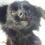 <b>시리우스</b>의 가족이 되어주실 분 구해요~(진주)