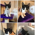 구조된 작고 여린 아깽이 *이쁜 <b>아기천사</b> 코코* 좋은 가족 찾기