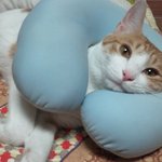 누구네 집에나 있는 흔한 고양이2