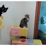 [<b>깜지</b>꼬봉] 고양이 가족사진