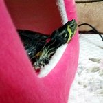 [거북이] 저희집 '개'북이를 소개합니다