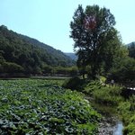 [살기좋은곳] <b>산책</b>의 신천지 수변공원