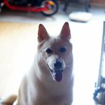 [허스키<b>심바</b>] 산책하다 만나는 <b>심바</b>의 동네 친구들