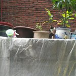 [<b>캣맘</b>] 저희집 길고양이 깜비를 도와주세요 ㅠ