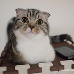 [유봉이네] 유봉이 식빵(유봉이네)