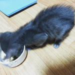 <b>어미</b>잃은 길냥이...도와주세요~