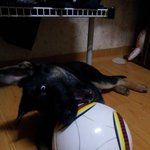 (3탄-세퍼트) 수리왔어요~자유<b>영혼</b> 개 수리입니다