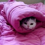 [쵸파] 스코티쉬폴드 말랑말랑 쵸파왔어요~