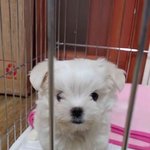 [달달한달구] 달달한 달구가 왔어요~