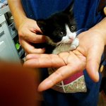 한달조금 넘은 아가냥이 <b>임보처</b> 입양처 동시에 찾습니다~