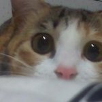 울남편 사랑은 독차지 하는 <b>말랑</b> <b>말랑</b> <b>말랑</b>이 ㅋㅋ