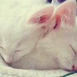 [룩키냥이맘] 매력적인 오드아이를 가진 터키쉬앙고라! 룩키~