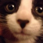 [<b>노안</b>고양이] 얼굴평가,몸매평가 부탁드려요^^ (답정너아님)