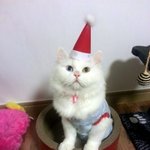 [터앙포키] [<b>터키</b>쉬앙고라, 포키] 아들자랑하기