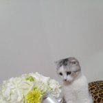 [미남이] 부케를 받은 미남이 <잘생긴 고양이 미남이 이야기 6탄>