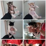 <b>동물</b>병원 케이즈에서 삐약삐약 울고 있는 아깽이들....아기천사들에게...