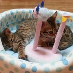 뱅갈과 길냥이의 동거