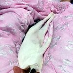 [완두콩이] <b>한</b><b>지붕</b>세여인14 _ 숙취해소에 동참한 아이둘~~