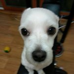 화장실다녀오면 발닦는 <b>밍키</b> ㅋㅋㅋ