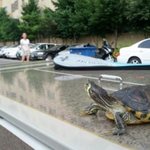 [거북이] 며칠전에 사진 올라온 재북이 주인인데요