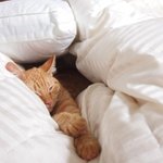 <b>푹신</b>한 이불을 좋아하는 애완동물들
