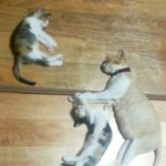 [캐시네] 뼈밖에 남지않았던 임신묘 캐시가 오동통 살이 오르다.