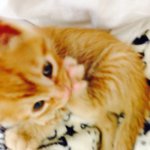 [<b>보리</b>네] <b>보리</b> 육아일기1