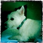 [미대언니] 웨스<b>티라</b> 쓰고 진도독이라 읽는다