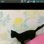 [길냥이] <b>어미</b>잃은 아기고양이 까망이  돌봐주실분