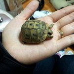 흔하지(?) 않은  육지거북이판! 육지아가거북이~