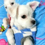 [꼬물꼬물] 이제 5개월이 다 되어가는 <b>꼬물</b>이들!!