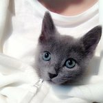[미우] 러시안블루"미우" 곰팡이 치료중 ㅠ_ㅜ
