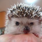 1탄. 족제비(페럿)와 냥이의 알콩투닥이야기