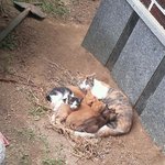 내 어린고양이들과 겉늙은주인