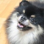 상위1%견 지금은 태교중...!!