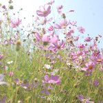 횡성 코스모스축제