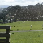 [<b>LIFE</b>]뉴질랜드- 오클랜드의 휴식처, 원 트리 힐을 가다 !...