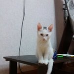 이고양이 <b>애완</b>고양이라는데