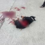 밑에글추가)로트와일러 전기톱 살견사건