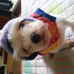 유기견보호센터 나주 천사들집