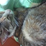 [길냥이] 고양이, 사지말고 갈곳 없는 길냥이를 도와주세요