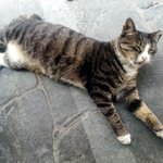 [길고양이] <b>대답</b>하는 길고양이 둥이~!