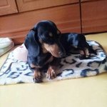 다리가 짧아 슬픈 犬女의 이야기 ^_^ 닥스훈트 판