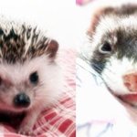 2탄. 족제비(페럿)와 냥이의 알콩투닥이야기