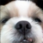 저희집 5마리 가족을 소개합니다~