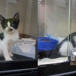 깜찍한 아기냥이 <b>코코</b>^^ 평생 함께해줄 가족을 애타게 기다리고 있어요